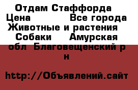 Отдам Стаффорда › Цена ­ 2 000 - Все города Животные и растения » Собаки   . Амурская обл.,Благовещенский р-н